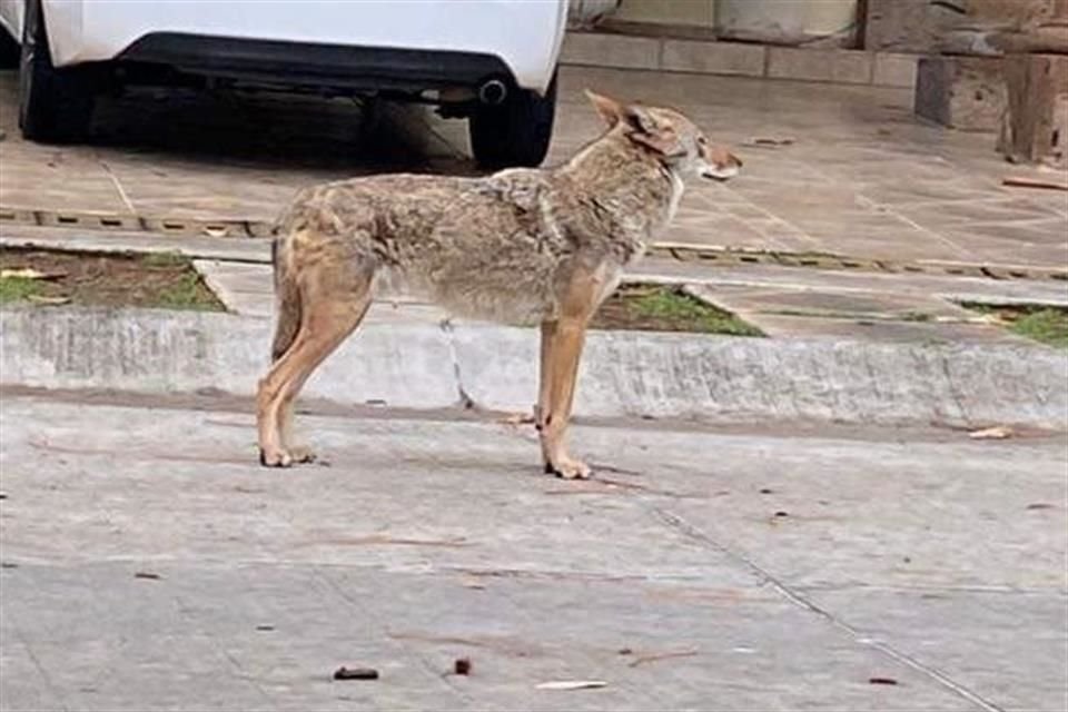 Vecinos de Ciudad Bugambilias fotografiaron el ejemplar.