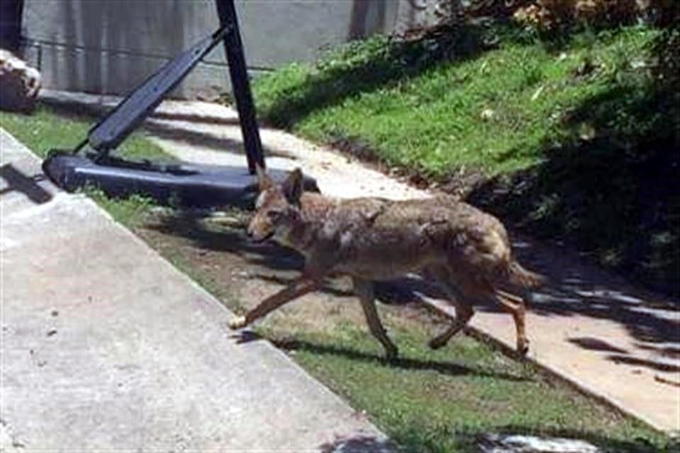 Vecinos de Ciudad Bugambilias fotografiaron el ejemplar.