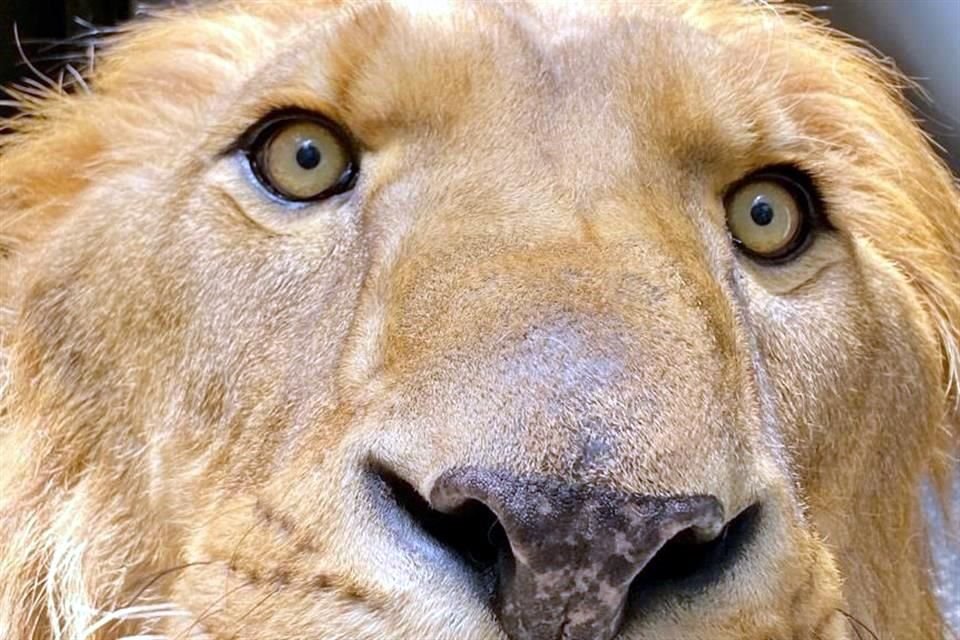 Dos leones rescatados del santuario BJWT fueron sometidos a endoscopía, mientras que tres de ellos requirieron cirugía en sus colas.