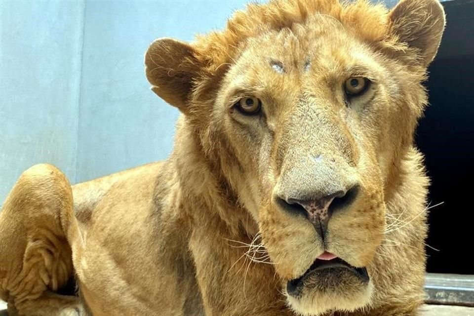 Dos leones rescatados del santuario BJWT fueron sometidos a endoscopía, mientras que tres de ellos requirieron cirugía en sus colas.