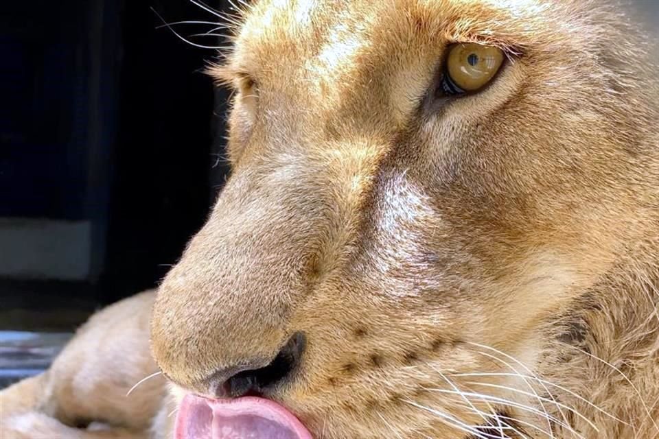 Dos leones rescatados del santuario BJWT fueron sometidos a endoscopía, mientras que tres de ellos requirieron cirugía en sus colas.