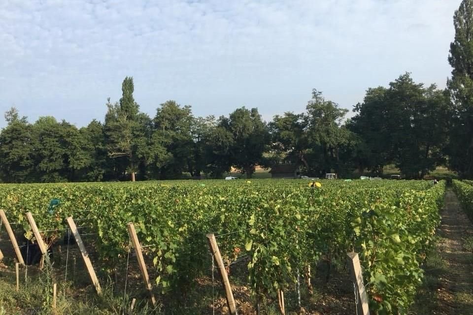 Viñedos André Lurton
