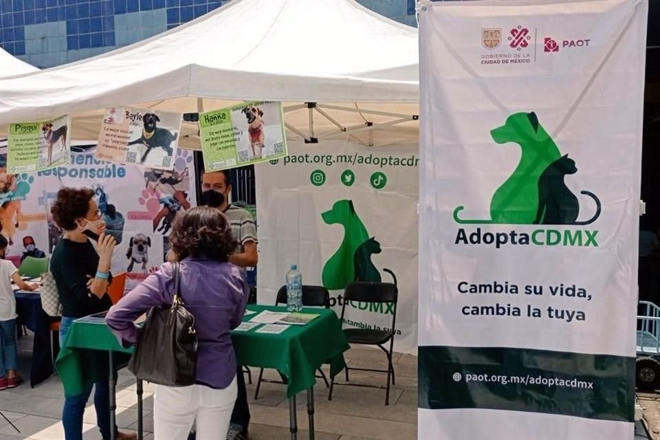 La Procuraduría Ambiental y del Ordenamiento Territorial organiza el evento Perrito busca amor los fines de semana con el fin de dar en adopción a canes que han sido rescatados.