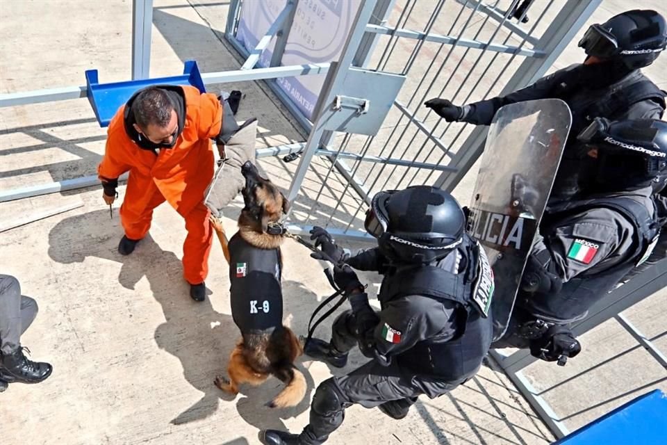 Perros que fueron entrenados en EU para detectar drogas han sido adiestrados en México para identificar celulares en prisiones de Edomex.