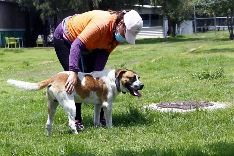 En los cinco años de operación del Centro de Transferencia Canina (CTC) del Metro, 432 fueron rescatados, algunos con lesiones muy severas.