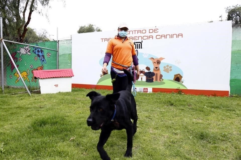 En los cinco años de operación del Centro de Transferencia Canina (CTC) del Metro, 432 fueron rescatados, algunos con lesiones muy severas.