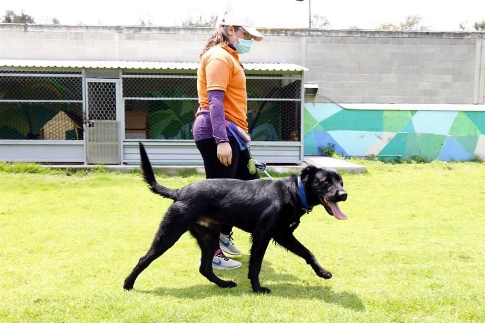 En los cinco años de operación del Centro de Transferencia Canina (CTC) del Metro, 432 fueron rescatados, algunos con lesiones muy severas.