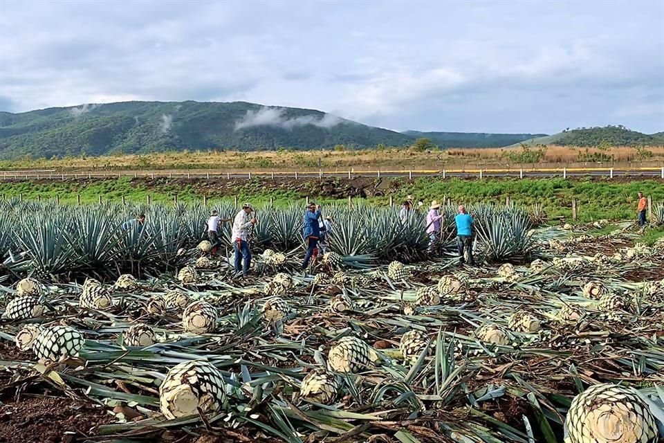 Si quieres plantar agave lo primero que tienes que hacer es obtener el Reporte de Compatibilidad ARA de tu predio.