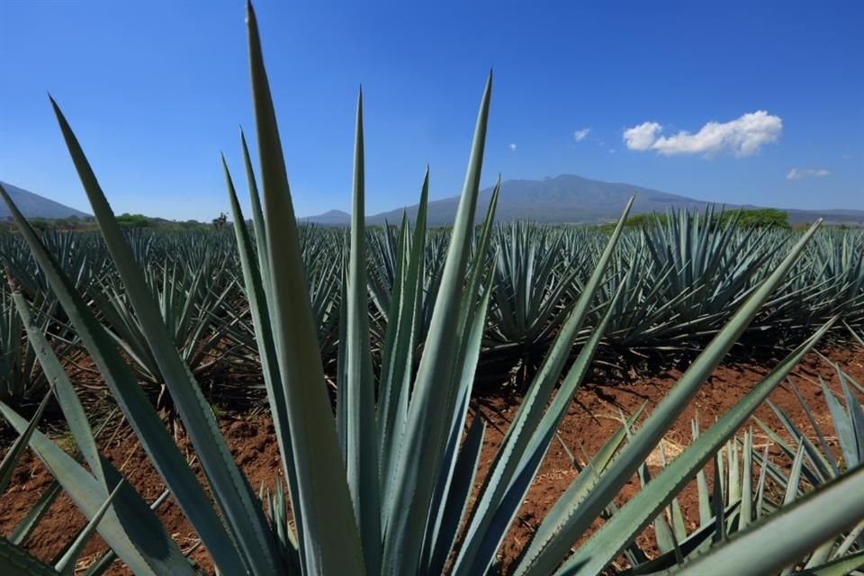 El número de productores de agave tequilana Weber variedad azul, único permitido en la elaboración del tequila, creció 815 por ciento en ocho años.