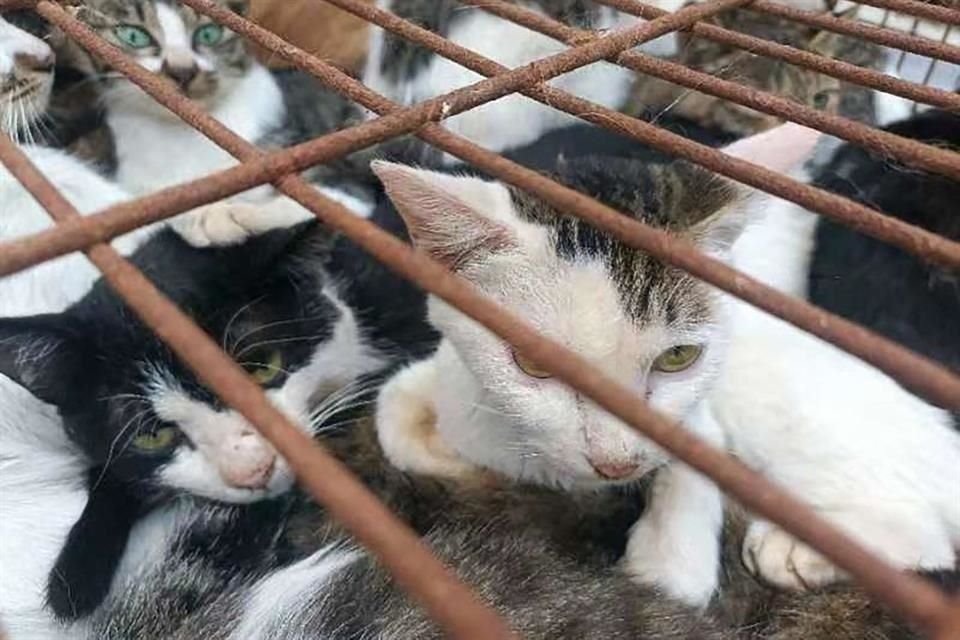 En China, 148 gatos destinados ilegalmente al consumo humano y 31 gorriones fueron recuperados por la policía local.