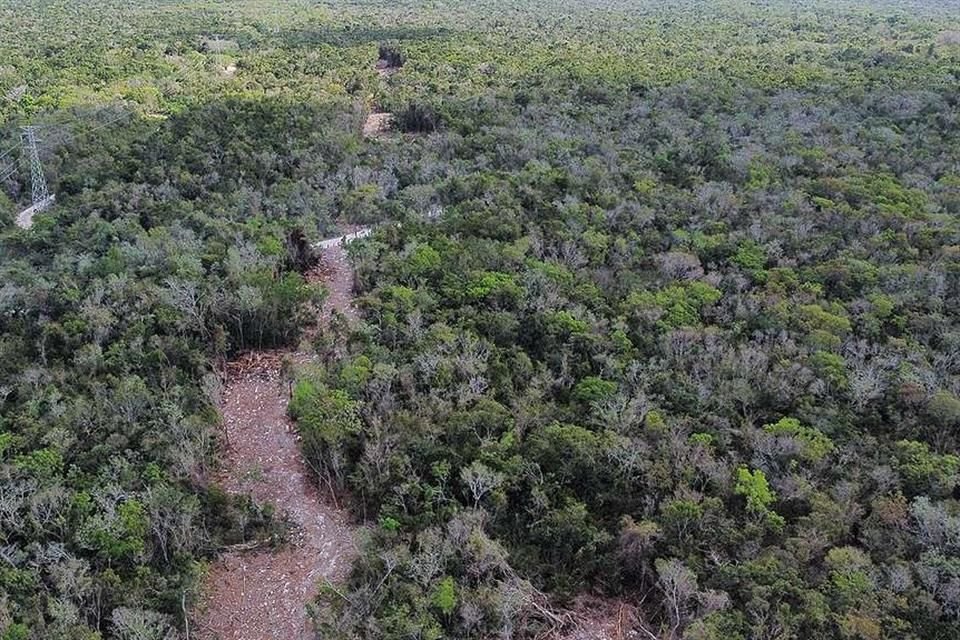 Greenpeace México también analizó la MIA del Tramo 5 Sur del Tren Maya.