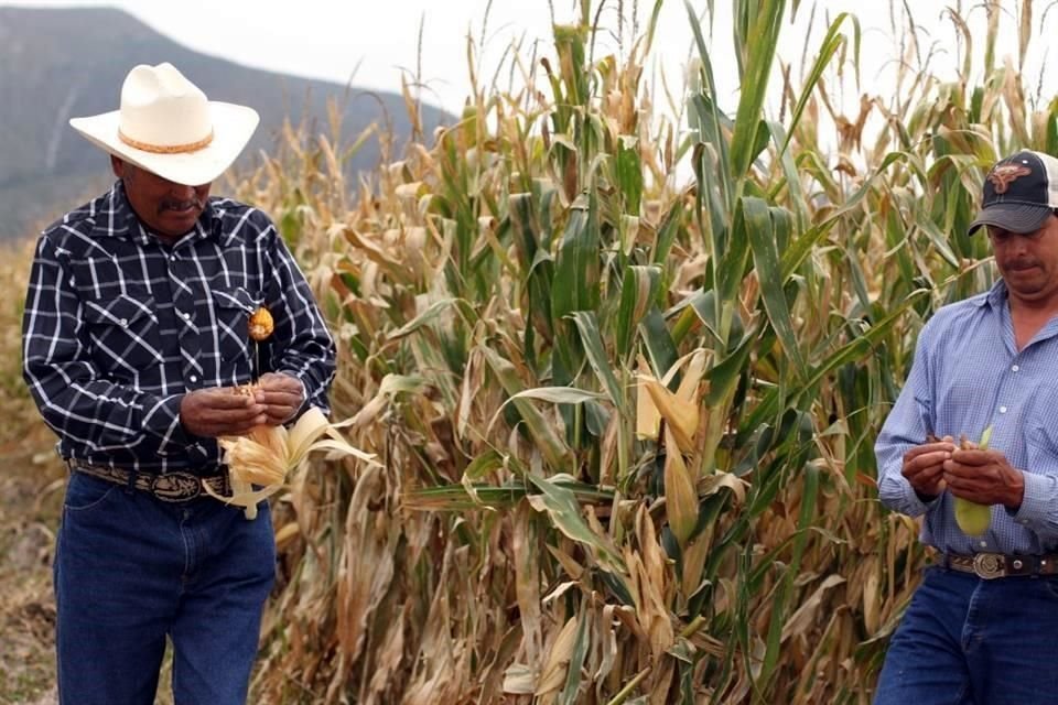 Para amortiguar la crisis que viven productores agrícolas de Jalisco, depitada de Morena en Jalisco pide al Ejecutivo darles más recursos.