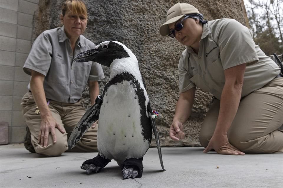 'Lucas', un pingüino africano en el Zoológico de San Diego, EU, recibió zapatos ortopédicos para lidiar con un mal degenerativo.