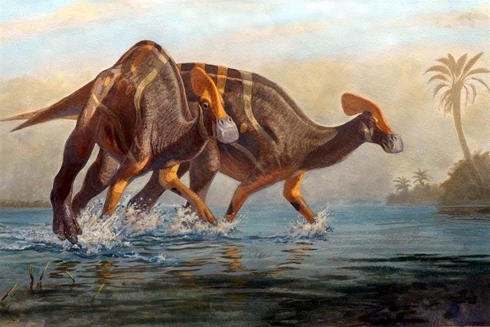 La recuperación de 80% del cráneo de este dinosaurio posibilitó su identificación como especie iédita por parte de expertos del INAH y la UNAM. Es el primer parasaurolofino hallado en México.