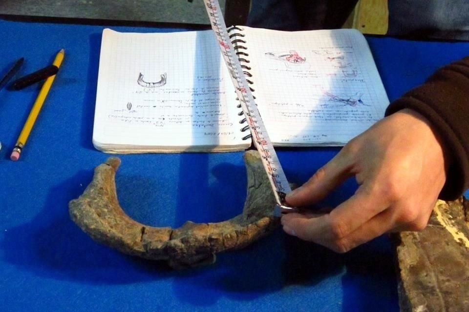 La recuperación de 80% del cráneo de este dinosaurio posibilitó su identificación como especie iédita por parte de expertos del INAH y la UNAM. Es el primer parasaurolofino hallado en México.