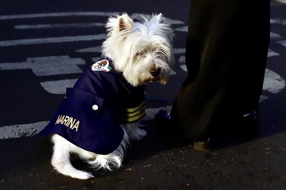 Un perrito portó un disfraz de la Marina.