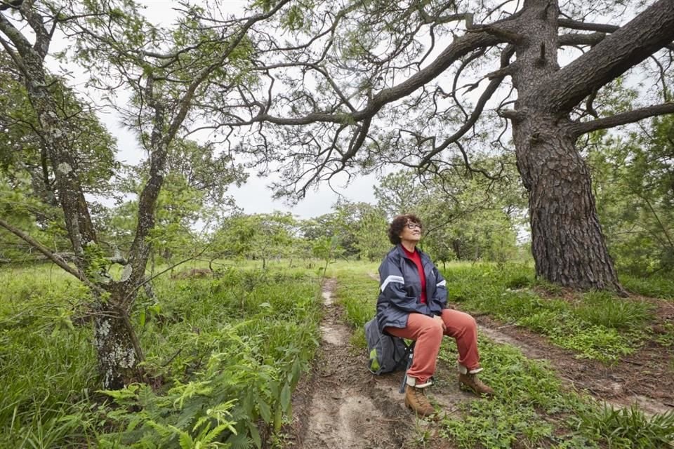 Aspecto general de un paseo guiado llamado 'Baños de bosque', que promete ayudar con la salud y bienestar de las personas que frecuentan el contacto con la natualeza.
