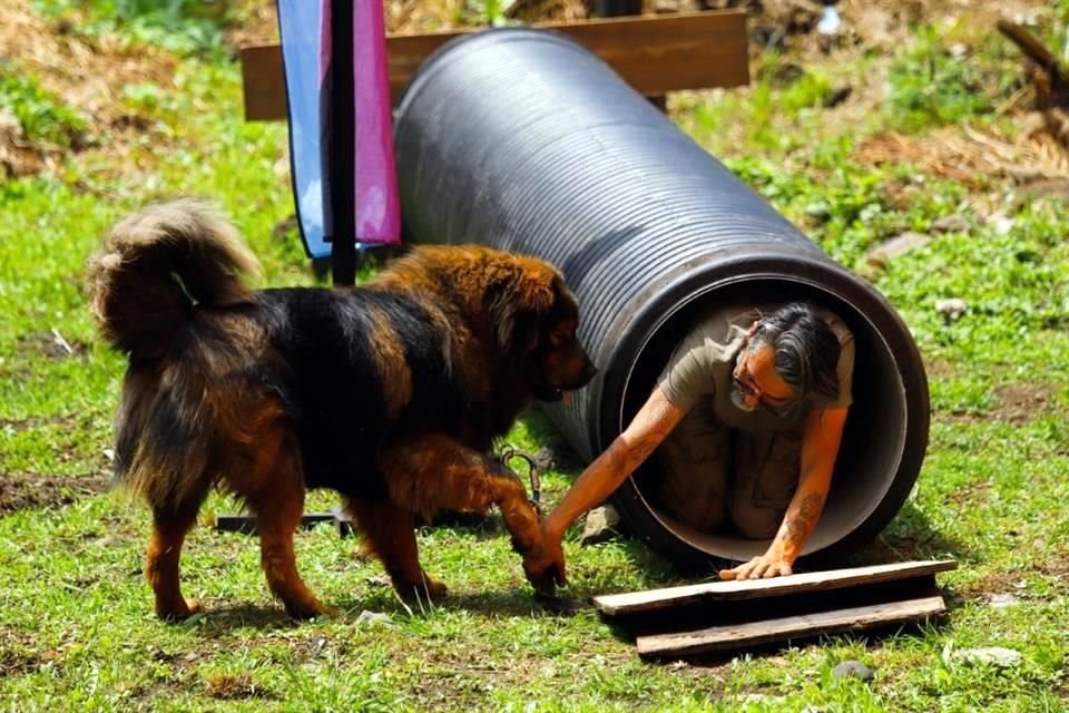 Uno de los graduados con honores fue la dupla de Roberto Dosal y su lomito 'Argos', un mastín tibetano de casi dos años, quienes desde junio no faltaron a los entrenamientos semanales en el Centro Acuático Ceforma. 