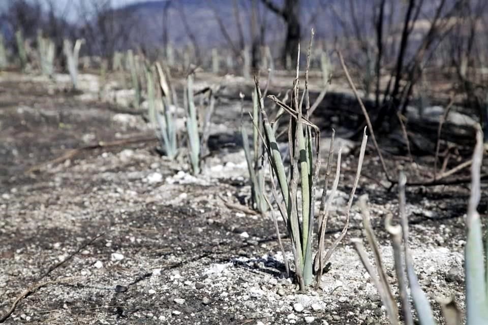 El 13 de mayo, ciudadanos denunciaron a través de redes sociales la aparición de plantíos de agave en el Bosque La Primavera, en Tlajomulco.