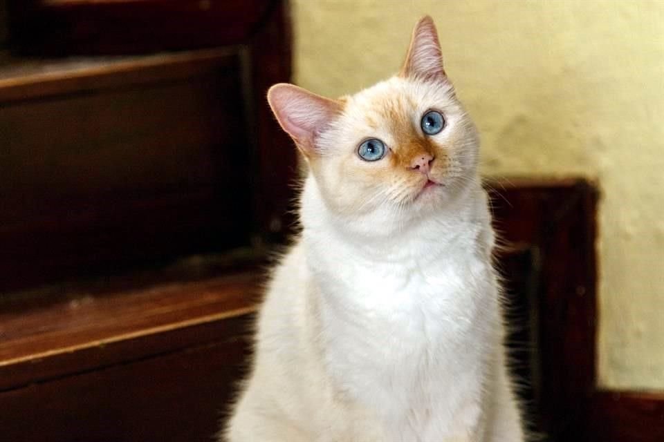 Los gatos machos los más proclives a padecerla.