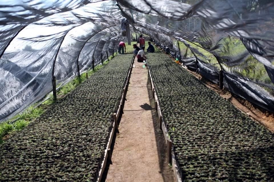 Para conservar especies nativas se construirá un vivero en Acatlán de Juárez que producirá 150 ejemplares de árboles originarios.