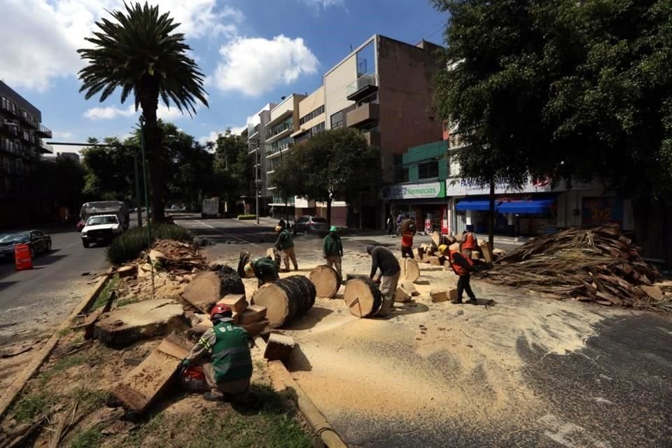 'Se ha dado atención a 4 mil 562 palmeras mediante podas fitosanitarias y se han retirado 440 palmeras muertas en las alcaldías Miguel Hidalgo, Benito Juárez, Cuauhtémoc y Coyoacán', indicó la Sedema.