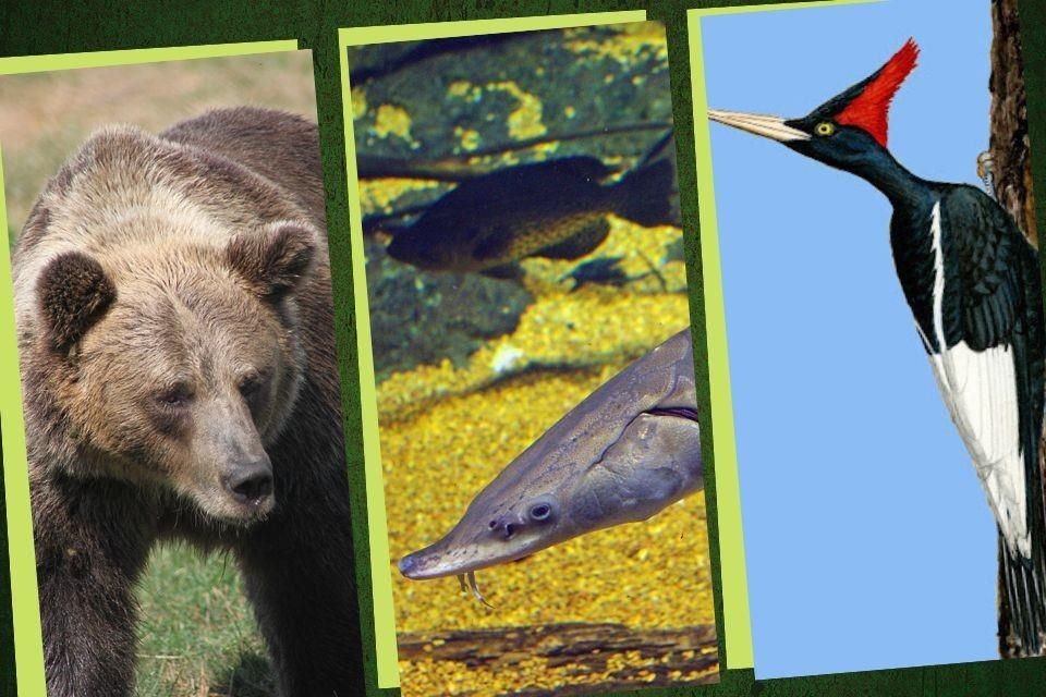 El oso grizzly, el carpintero imperial y el esturin del Atlntico son algunas de las especies de animales extintas en vida silvestre en Mxico.