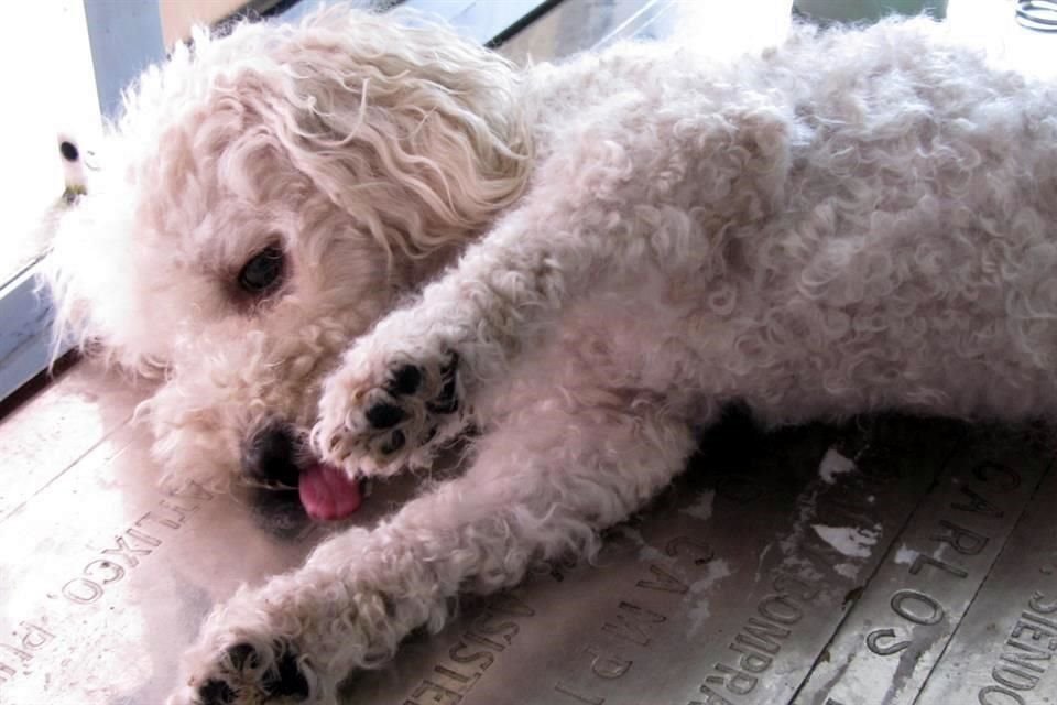 Año con año miles de animales, en su mayoría perros abandonados son sacrificados por las autoridades municipales del AMG.