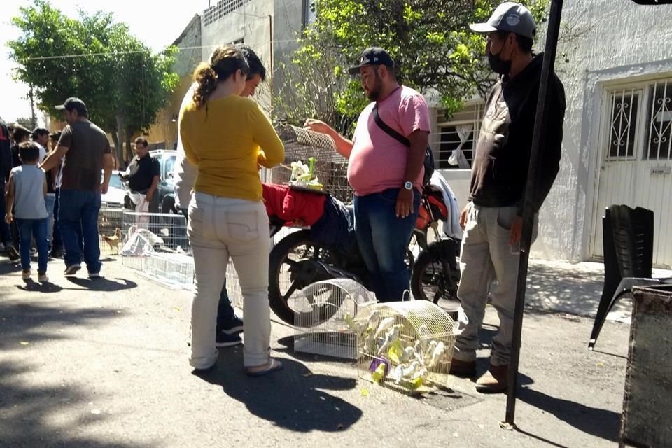 Pese a los operativos municipales, continúan vendiendo aves, perros, roedores y hasta reptiles.