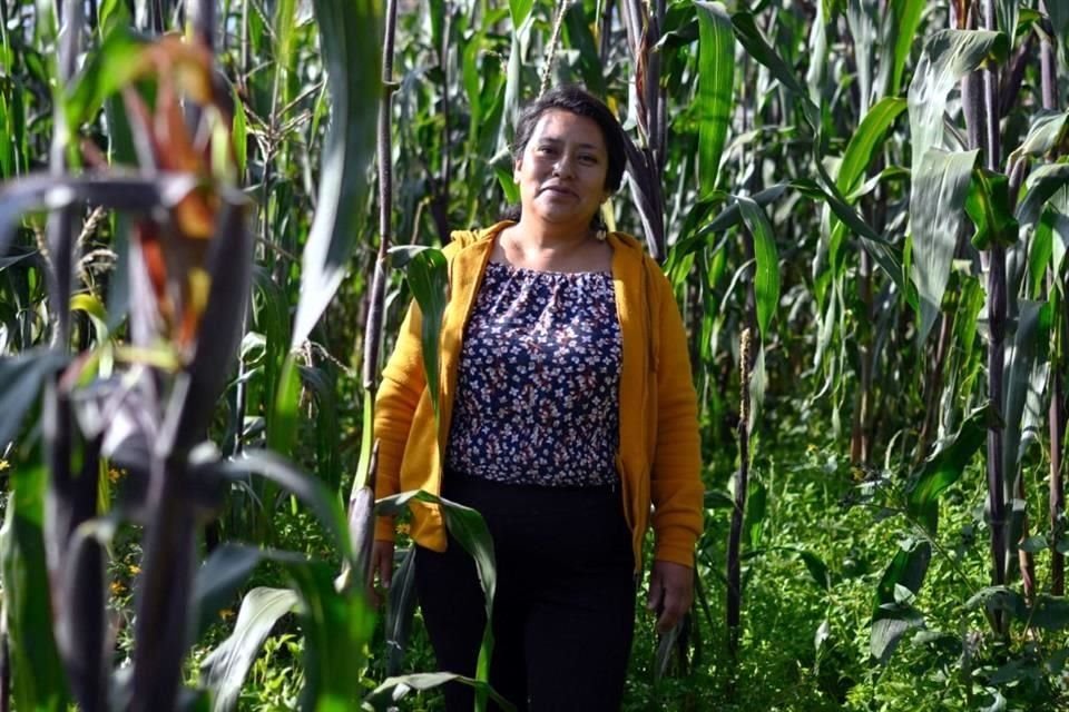 Laura Flores y su milpa en Tlalpan, un punto verde en medio de la urbe.