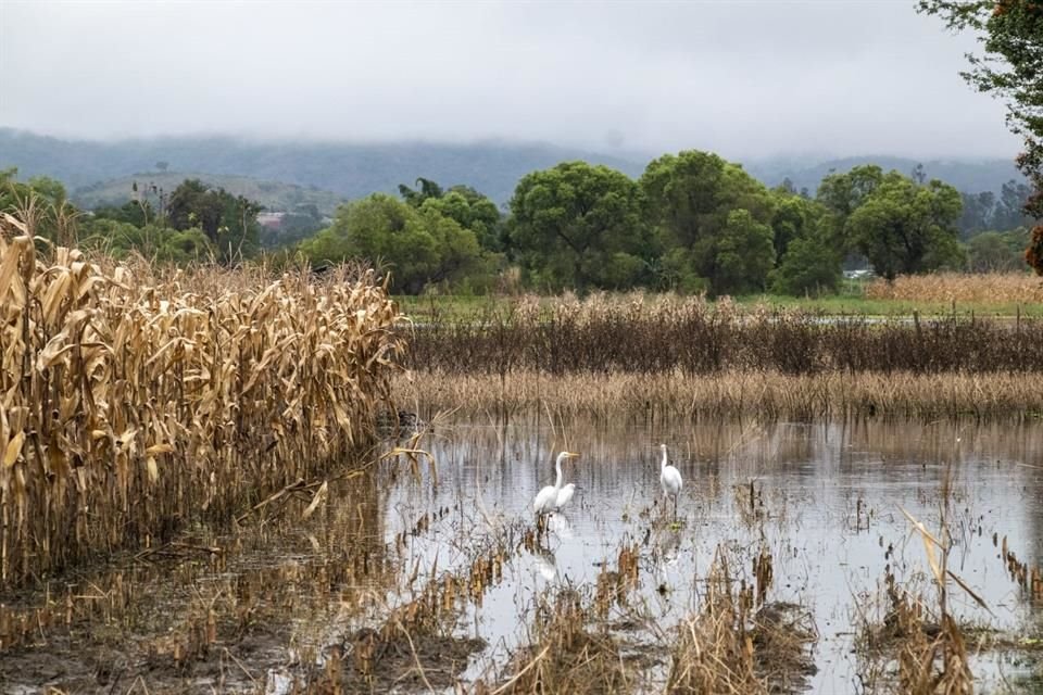 El CNA señaló que la extorsión es uno de los factores que ha provocado que cerca del 10% de las hectáreas de cultivo han sido abandonados.