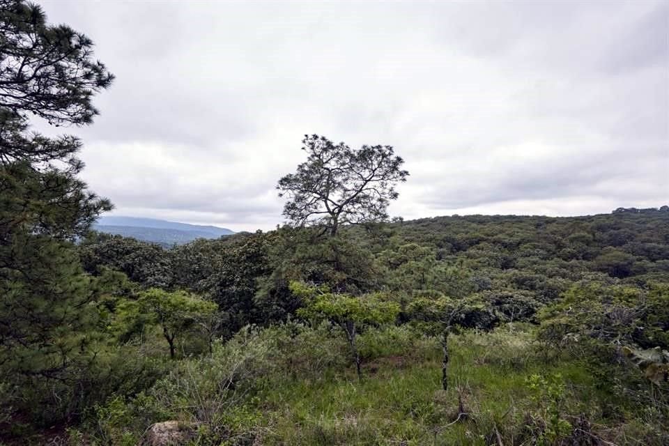 En el plan de manejo se especificará cuáles actividades sí se permiten en cada área del bosque.