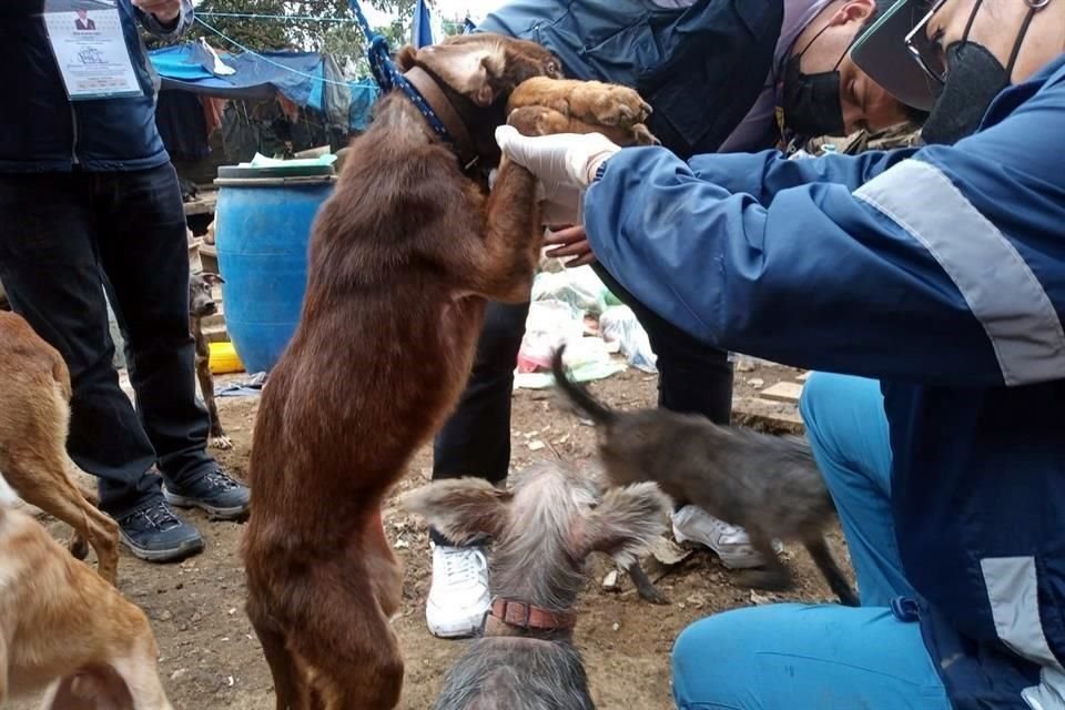 En atención a un reporte ciudadano de maltrato animal, la PAOT acudió a un predio donde localizaron a 100 perros en mal estado, en Topilejo.