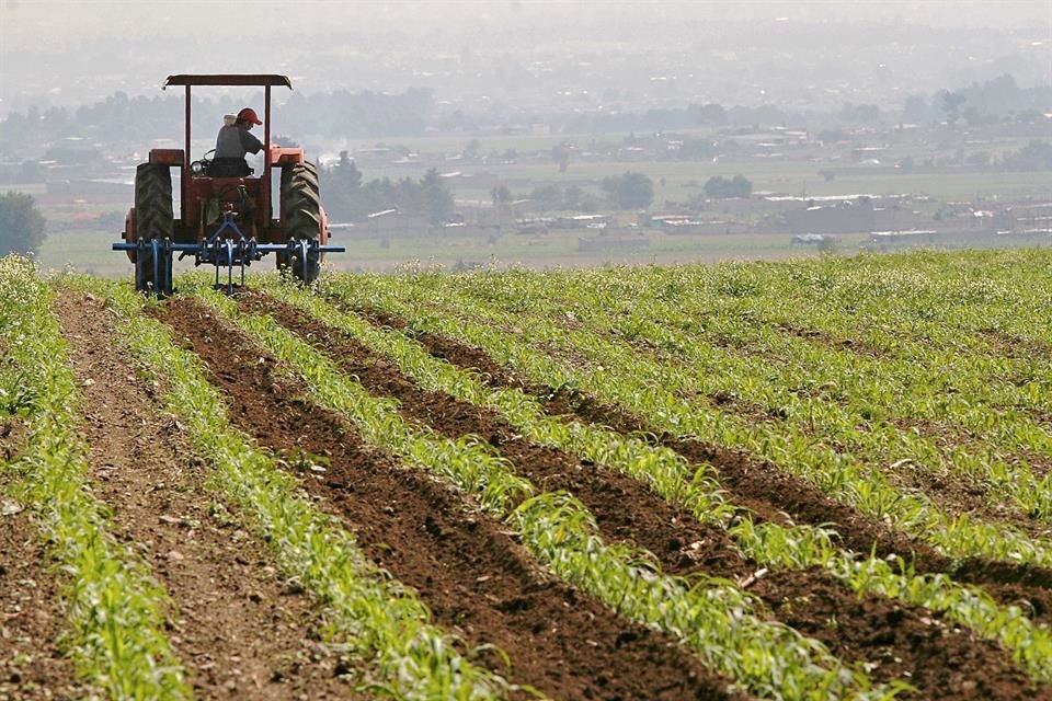 Al menos 18 mil productores agrícolas de Jalisco son excluidos por la 4T de la entrega de fertilizantes.