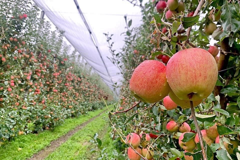 Detrás de la rica diversidad de manzanas cosechadas en este huerto eslovaco existe tecnología y amor por el campo.