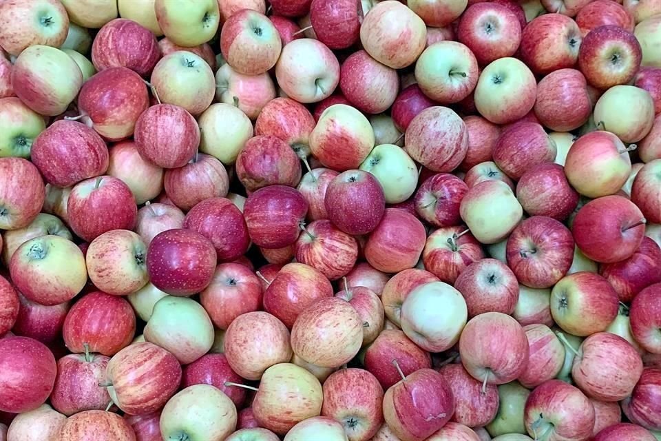 Plantex es la productora frutícola más importante de Eslovaquia y una de las más grandes de Europa del Este.