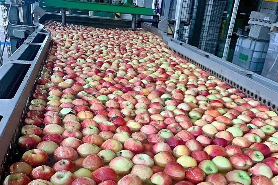 Al ser la fruta más común y comercializada del mundo, su diversidad y variaciones de color, firmeza, textura, jugosidad y sabor suelen pasarse por alto.