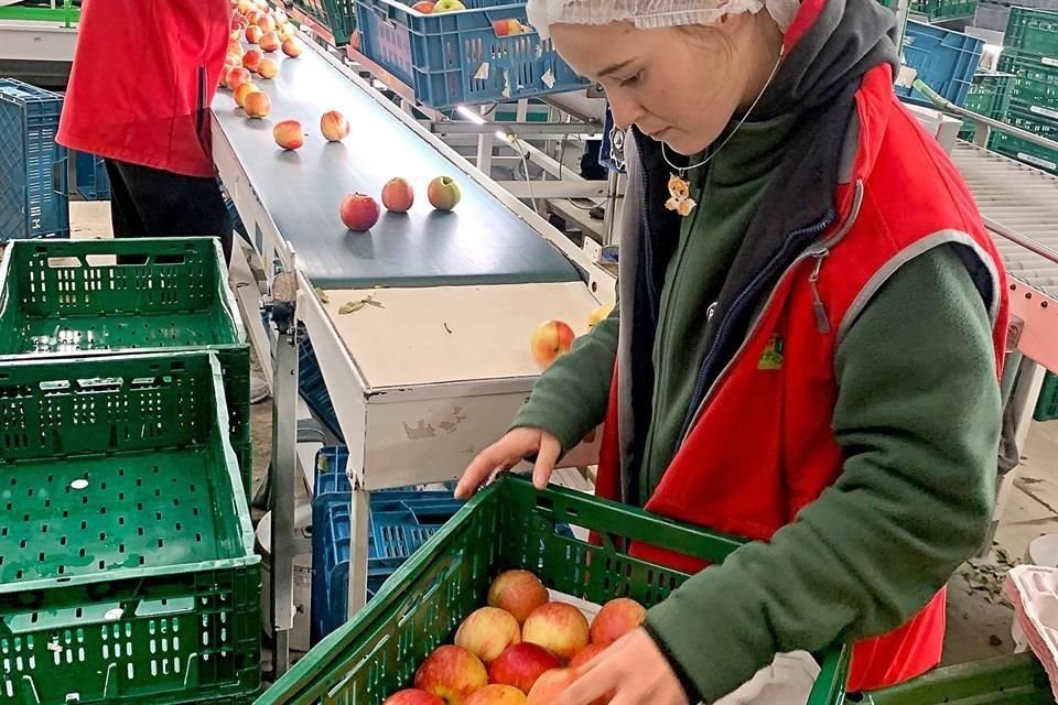Plantex produce, al año, alrededor de 4 mil toneladas de manzanas, principalmente.