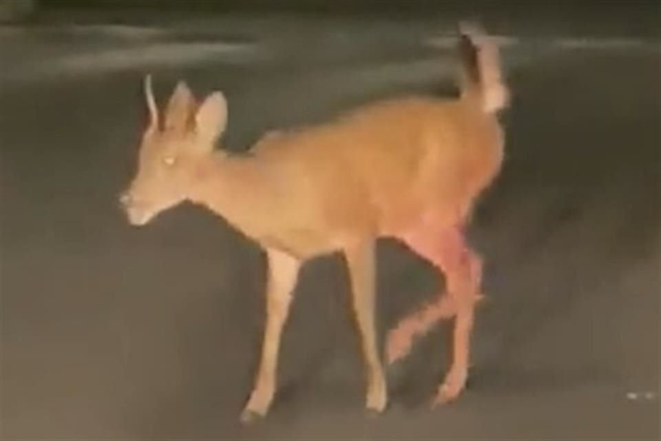 Durante la madrugada y mañana de ayer, circuló un video donde se observa al venado salir de un paraje con una de sus patas traseras visiblemente lastimada, ya que no podía apoyarla.