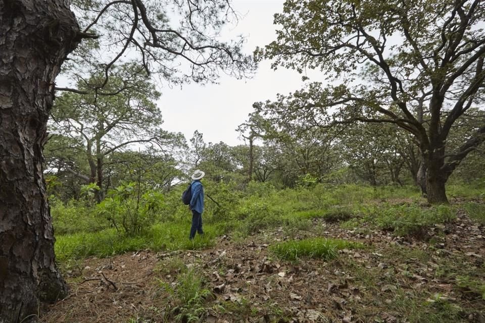 Se propone conectar La Primavera con el Volcán de Tequila, Barranca de Huentitán, Sierra de Ahuisculco y Cerro Viejo.