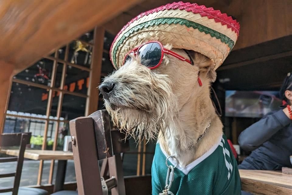 Las mascotas no están fuera de la fiebre tricolor.