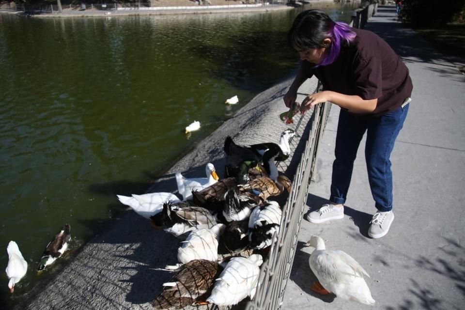 Se registraron 12 muertes de patos en el Parque Metropolitano de Guadalajara en la última semana por falta de alimento.