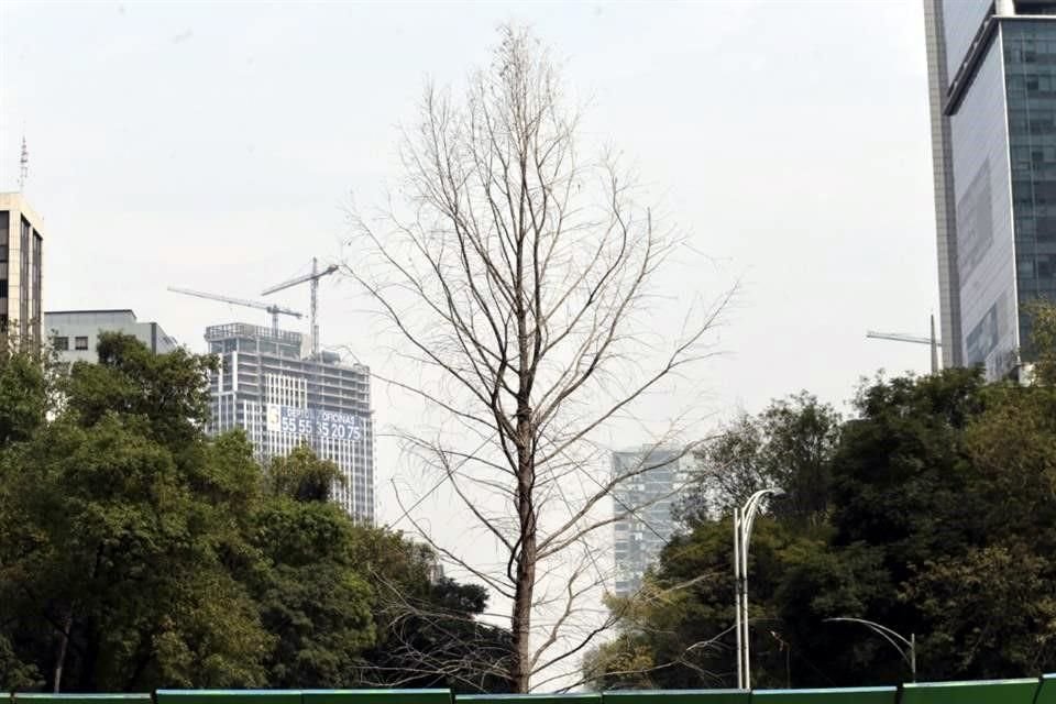 El ahuehuete de Reforma carece de signos de vida y debe ser reemplazado por otro ejemplar, planteó el experto en jardines históricos.