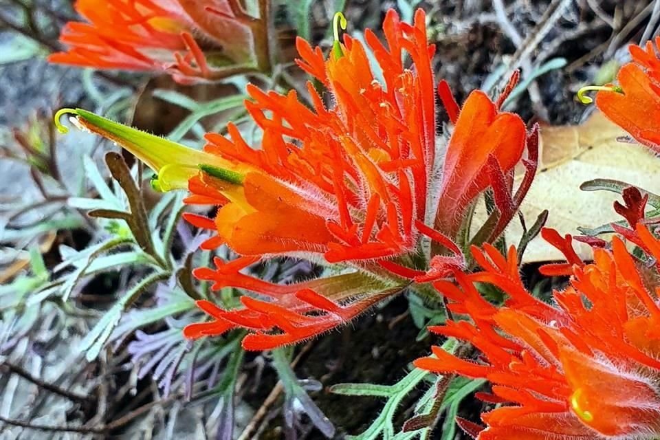 La flor nombrada Castilleja salaisolaveae fue encontrada en 2018 por Alejandro Huereca y Daniela Salais durante una caminata.  