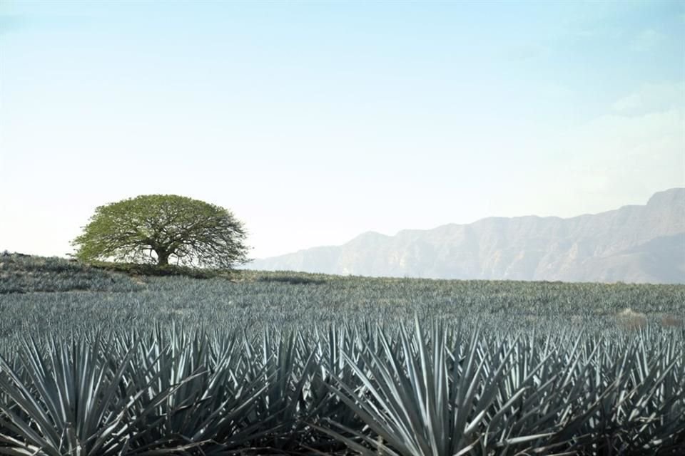 Cultivos de agave que sí cumplen con la legislación ambiental pueden obtener el certificado ARA.