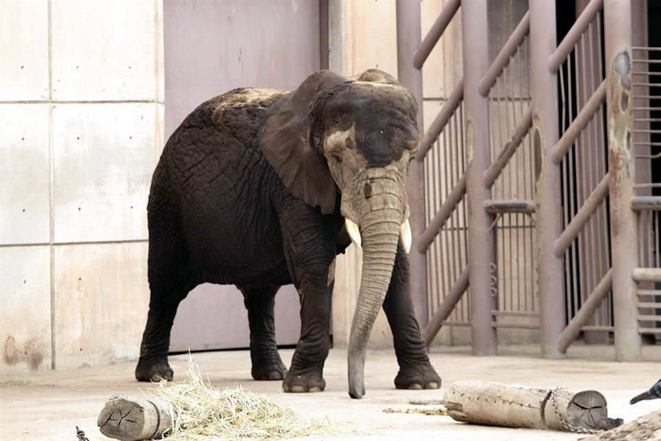 El juzgado argumentó que los juicios de amparo se promueven ante actos u omisiones que afectan a personas, no a animales.