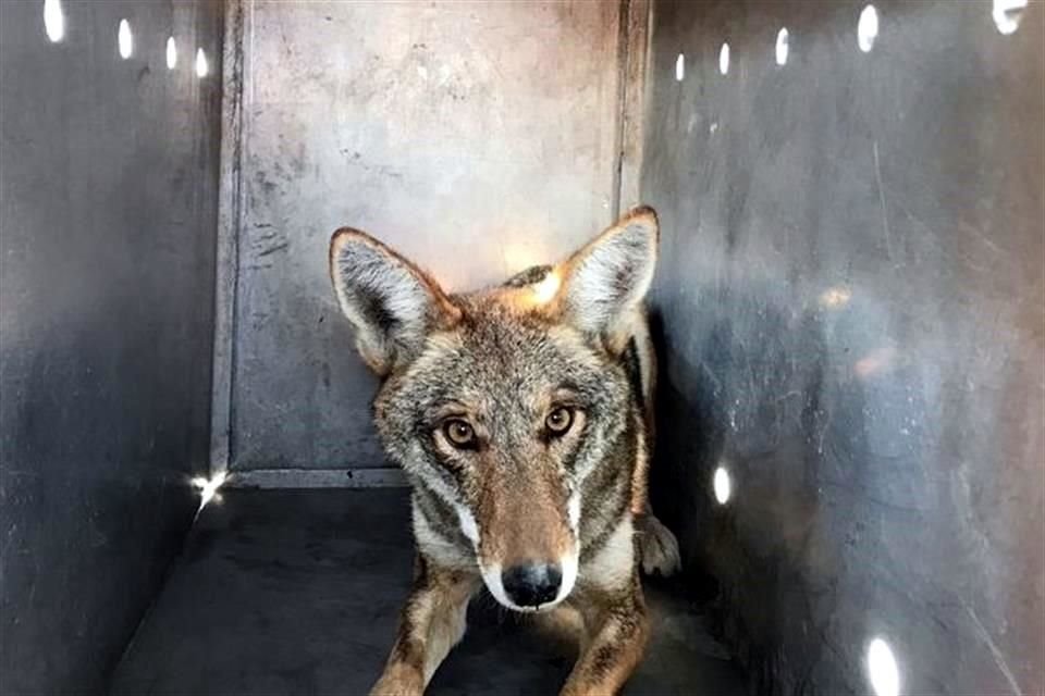 Un coyote fue hallado en el patio de una casa del Fraccionamiento La Roca, en San Sebastián, Tlajomulco.