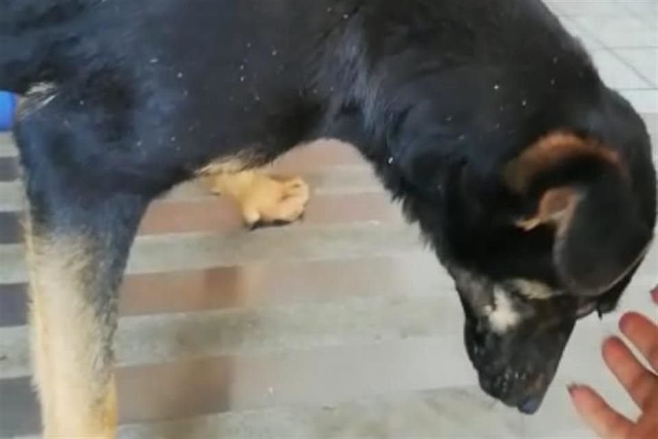 Necesita 'Dieguito' tres cirugías.