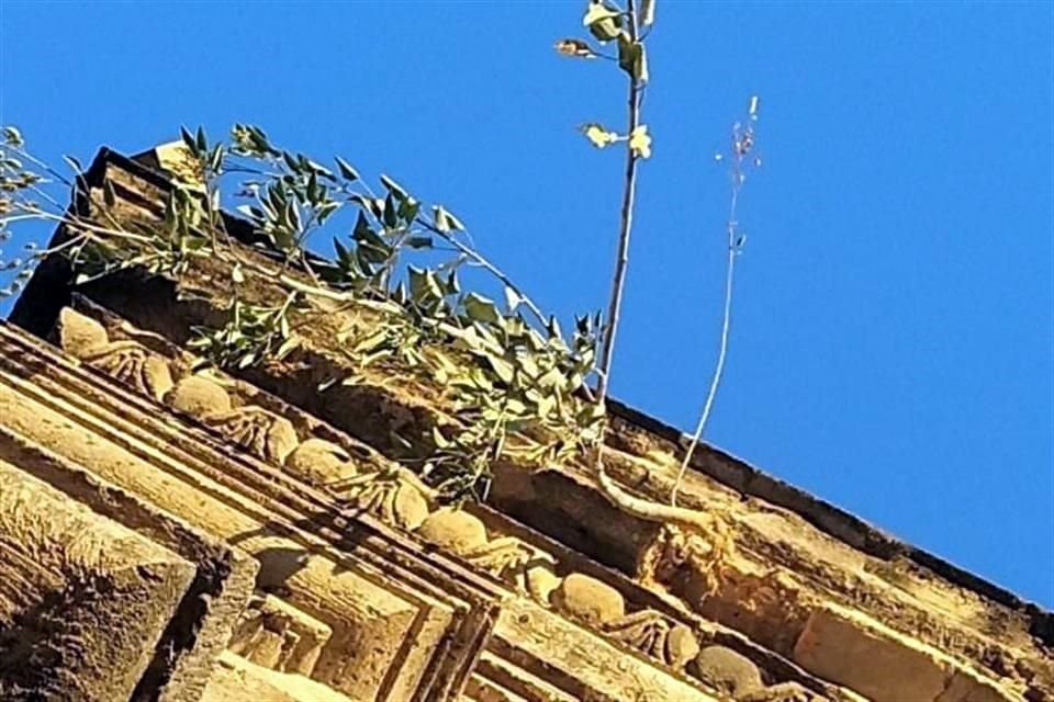 El crecimiento de una rama provocó que la cantera se desprendiera.