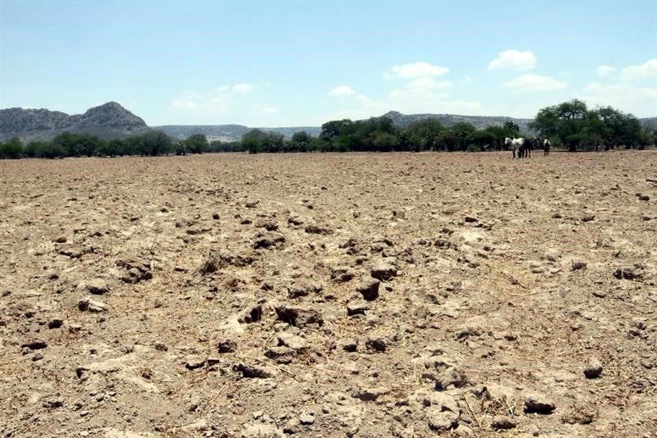 Con 74 municipios afectados por sequía, es decir, 59 por ciento del Estado, la sequía se adelanta tres meses en Jalisco.